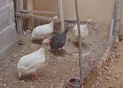 guinea fowl 3 white 1 black