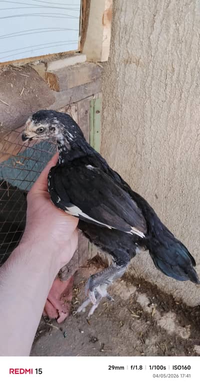 Indian parrot Beak Aseel chicks