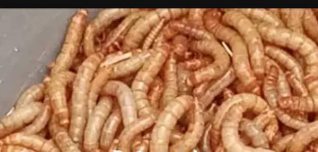 mealworm