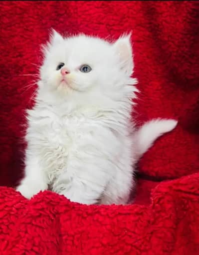 Persian female kitten for sale delivery available all Pakistan