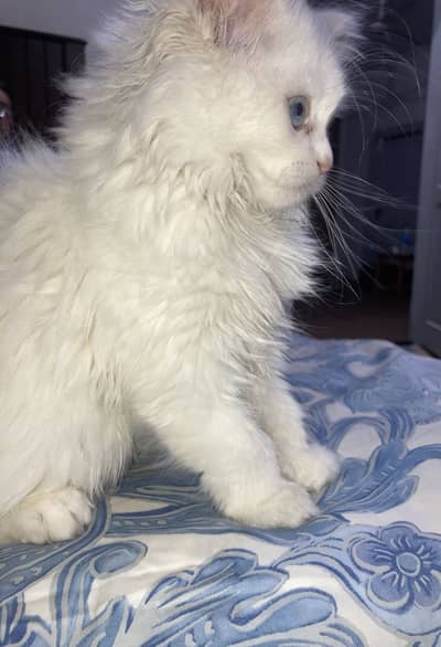 3months baby car withe colour triple coat