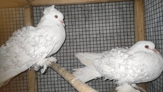 Frill back pigeon Fancy pigeon pair