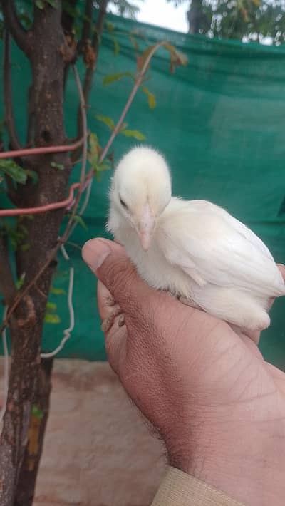 heera breed ki grnty cozy for sale