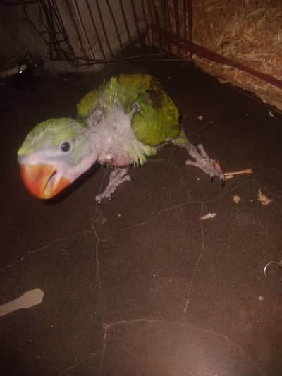 parrite babe kashmari