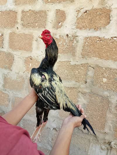 high class jawa patha 03711036880