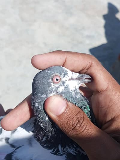 pigeon