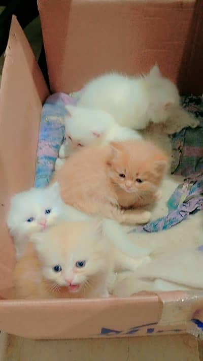 Persian kittens healthy and active