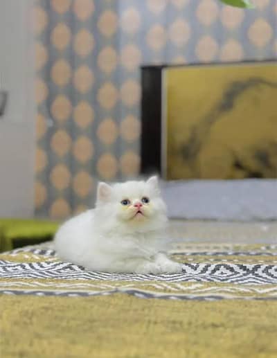 Persian female kitten for sale delivery available all Pakistan