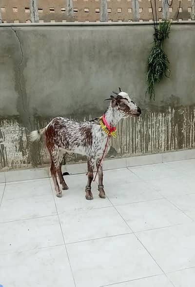 barbara teddi khassi bakra