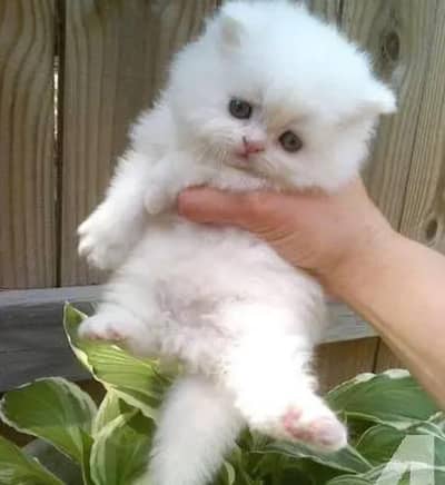 Persian female kitten for sale delivery available all Pakistan