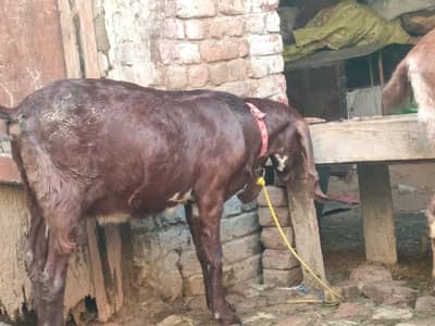 2 Desi Bakriya for sale