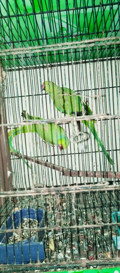 creamiano red eyes beautifull king size female