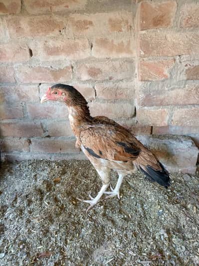 Kurak nurgi is no par rabta kare 03088662002