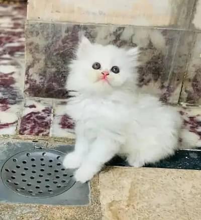 Persian female kitten for sale delivery available all Pakistan