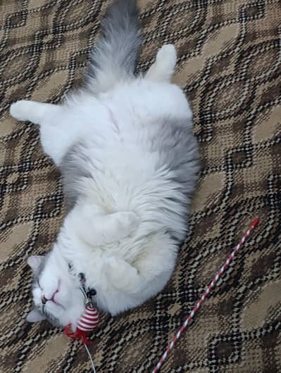 Persian male cat available for sale