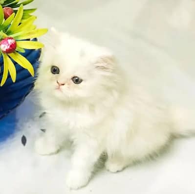 Persian female kitten for sale delivery available all Pakistan