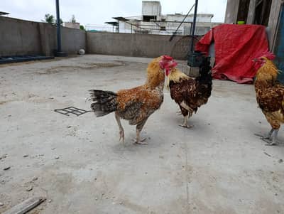 Aseel Lakha Rooster Murgha