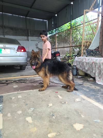 healthy and active long cot germen shapherd pedigree male