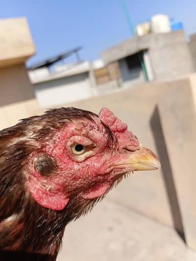 High quality Aseel hen for sale