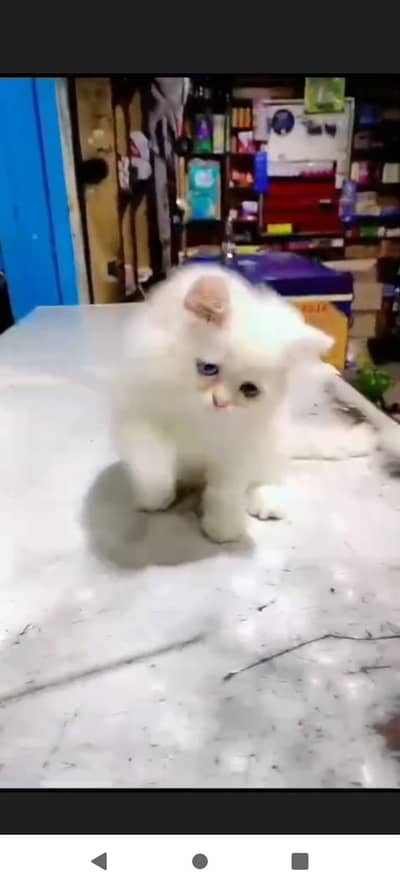 prisan lettal cat good health