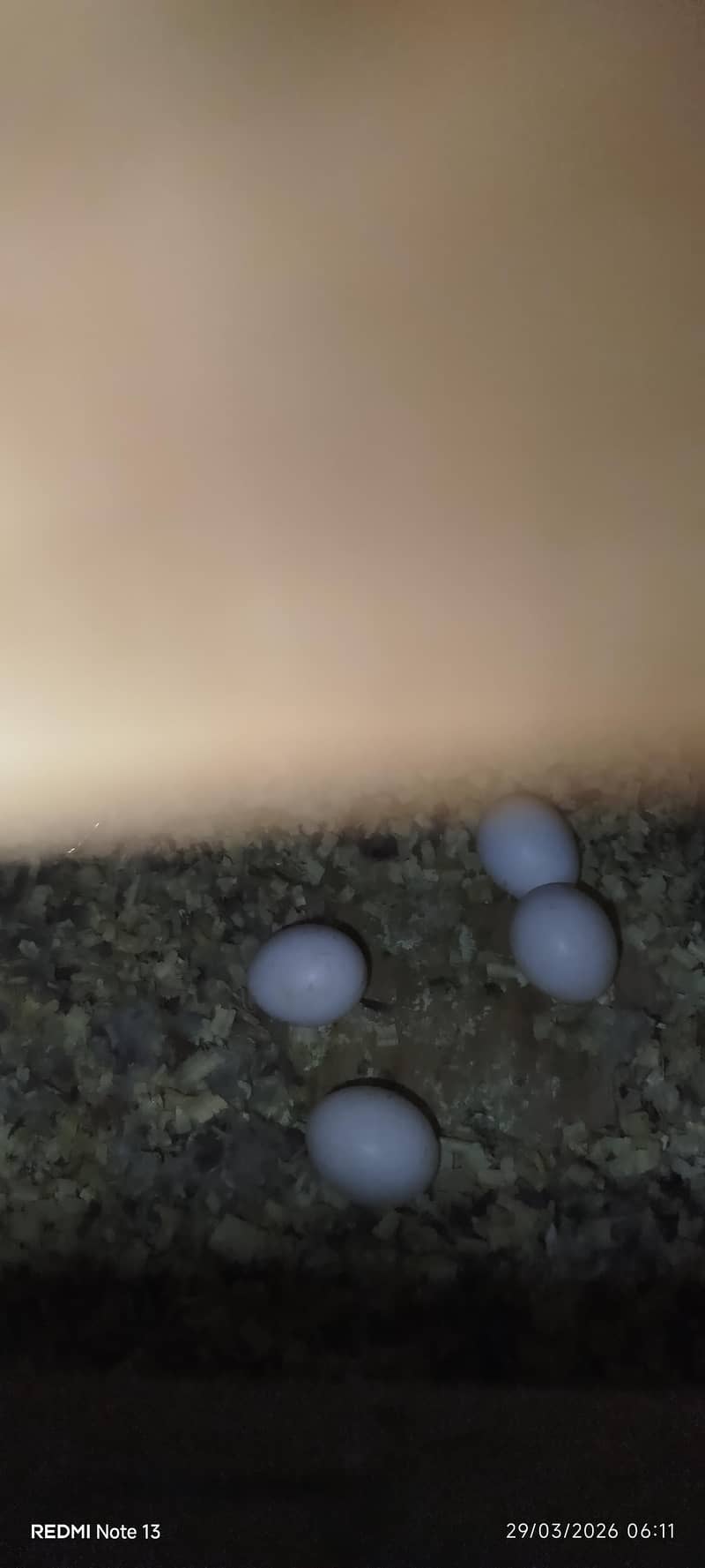 breeder pair 0
