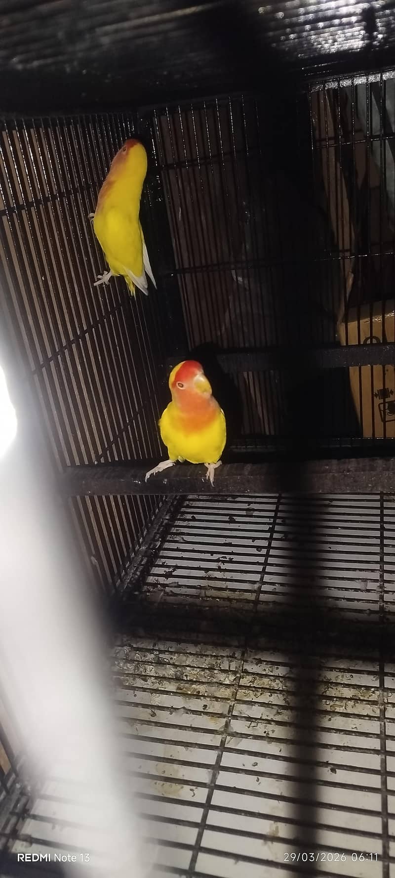 breeder pair 1