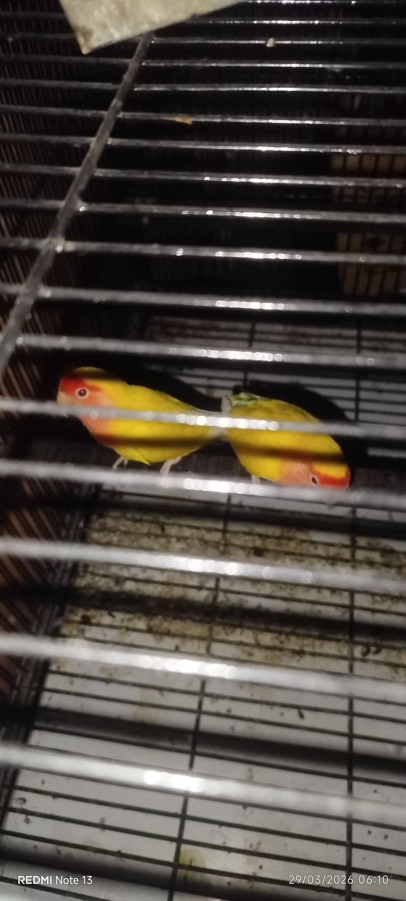 breeder pair 2