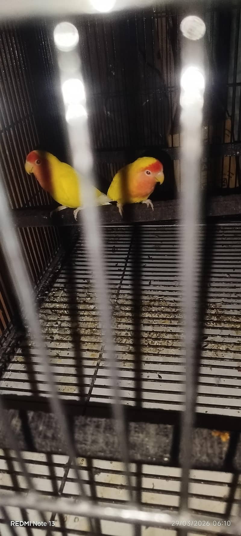 breeder pair 3