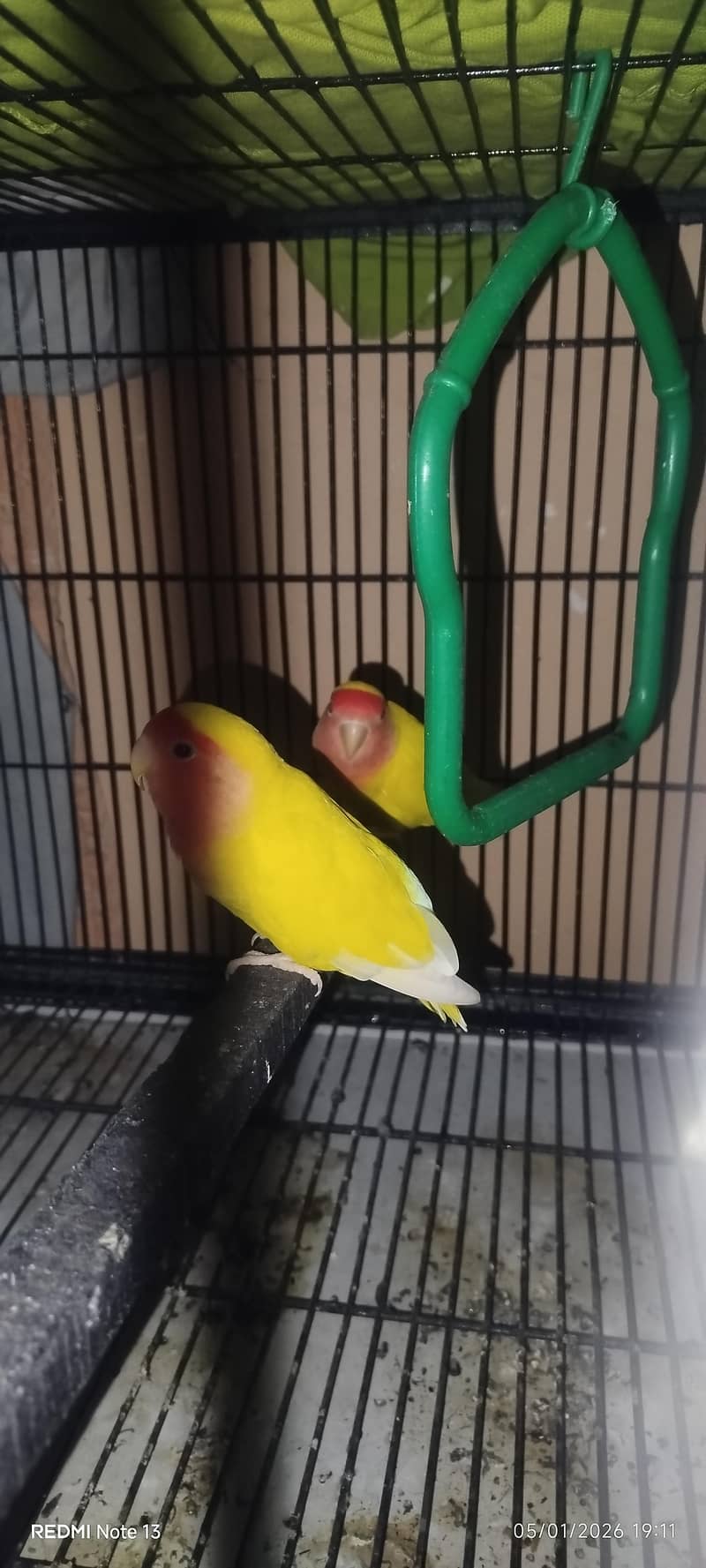 breeder pair 4