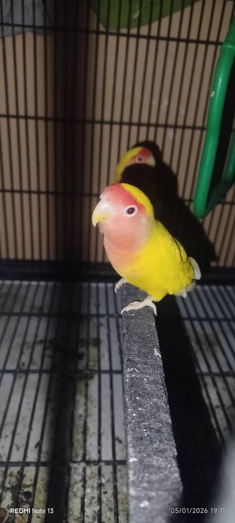breeder pair 5