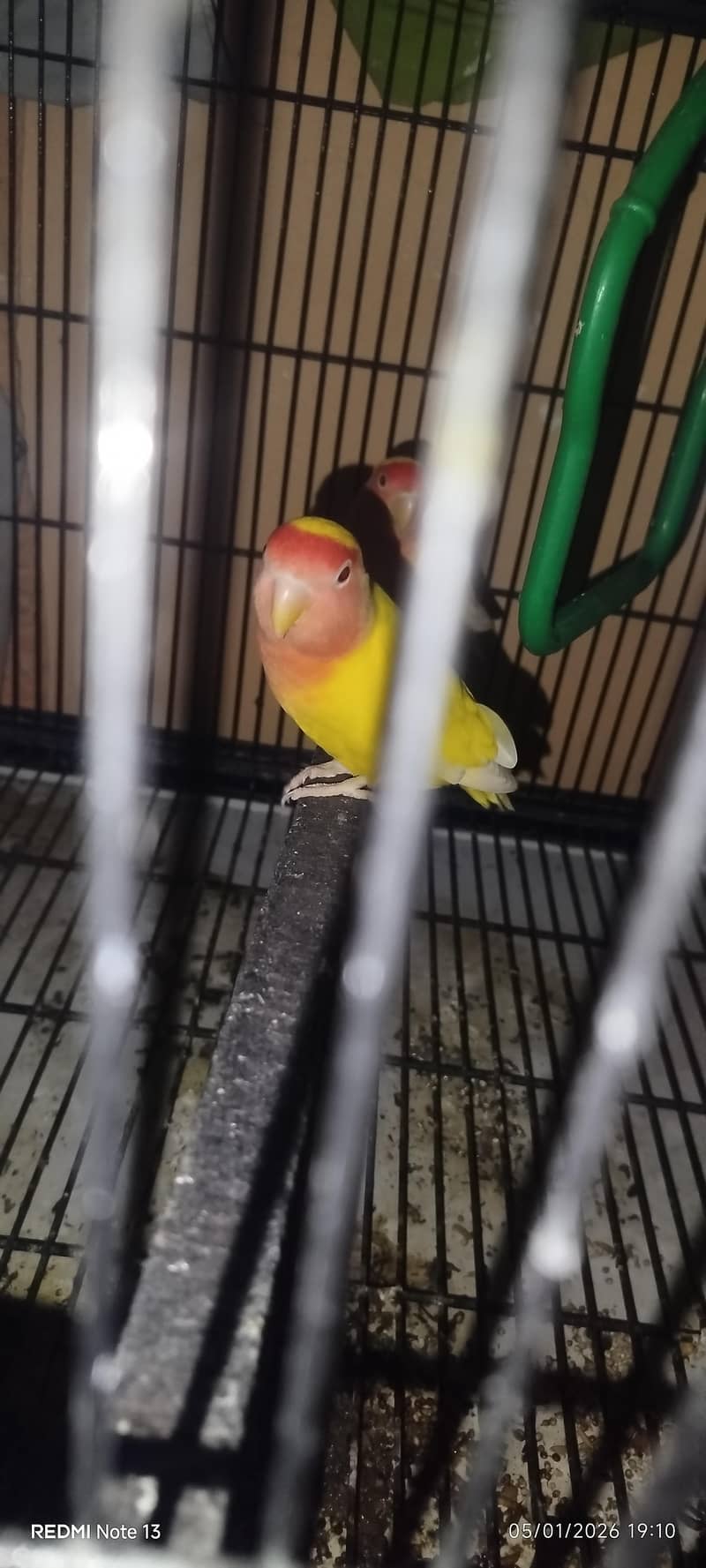 breeder pair 6