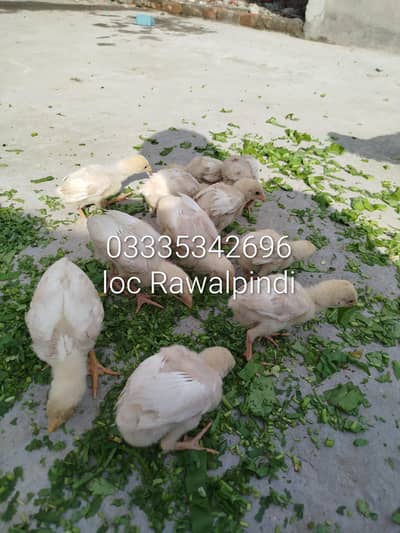 Hera aseel chicks for sale