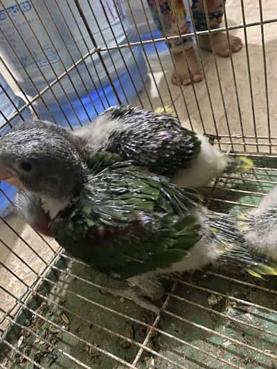 RAW JUMBO PAHARI CHICKS HOME BREED IN VERY GOOD SIZE AND HEALTH