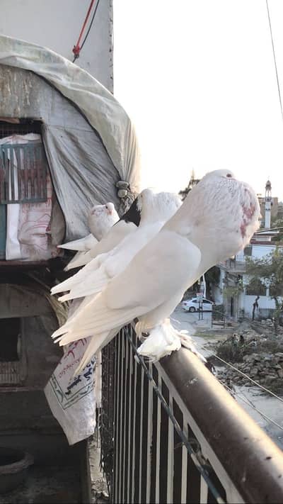 Top Quality King Size White Gubbara & Magpie Breeder Pairs