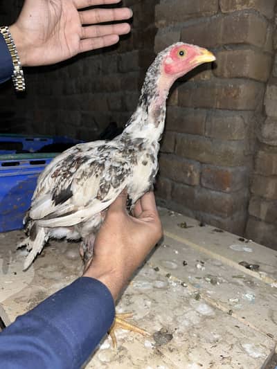 Aseel chicks available
