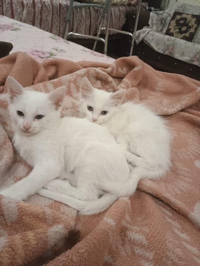 White Cat Couple