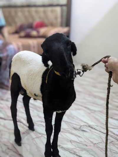 urgent Dumba for sale