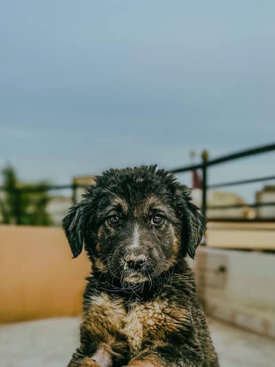 Healthy Mixed Breed Puppy for Sale (German Shepherd Mix Look)