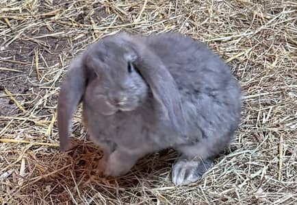 Healthy and active Holland lop Pair
