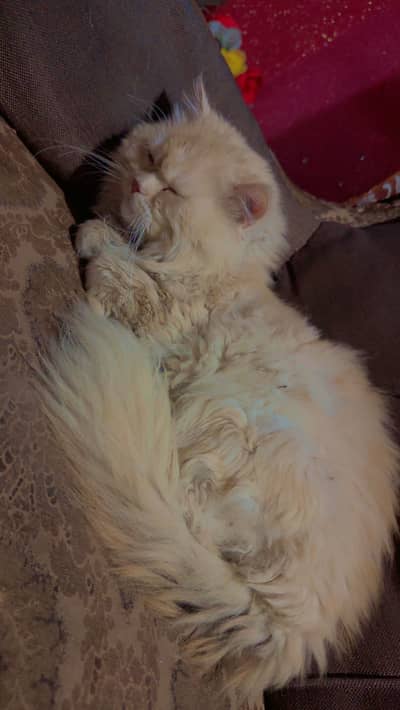 Sale my breeder male persian cat