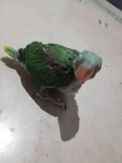 Raw parrot chick