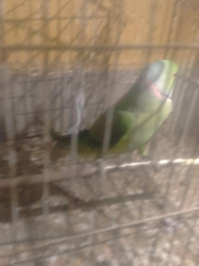 urgent sell parrot