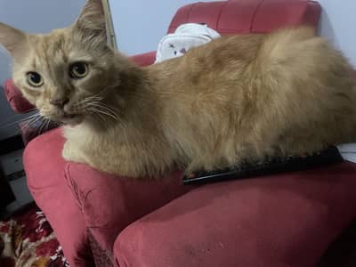 Persian cat double coated