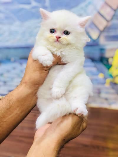 cash on delivery available Persian Punch face triple coat cat Kitten
