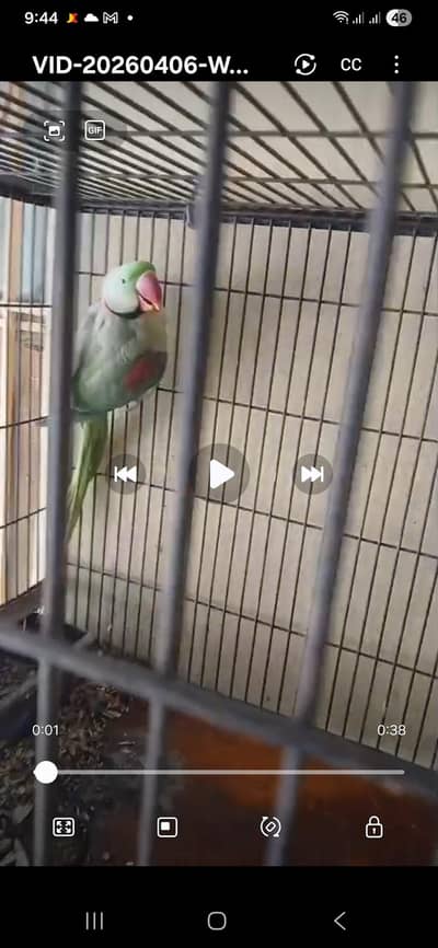 Raw parrots alongwith cage and box