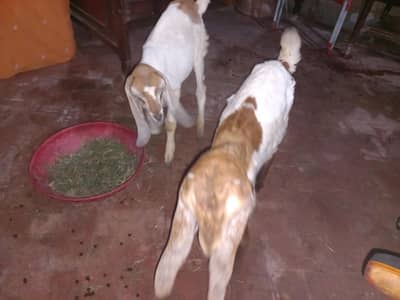 Ek 4 month ky Qareeb or Dosra 3 month ky Qareeb