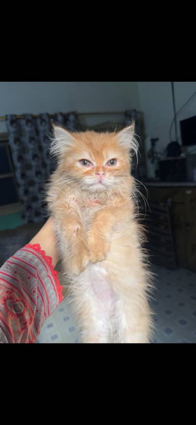 Persian male kitten triple coat