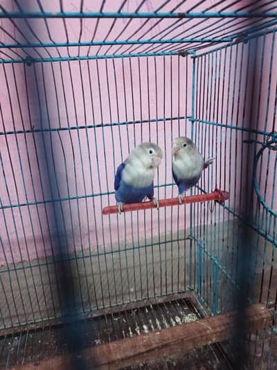 Love Bird parblue pair