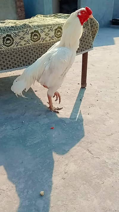 is heera ka bacha ha home barred ha chick hi sale  Karna 03056377507