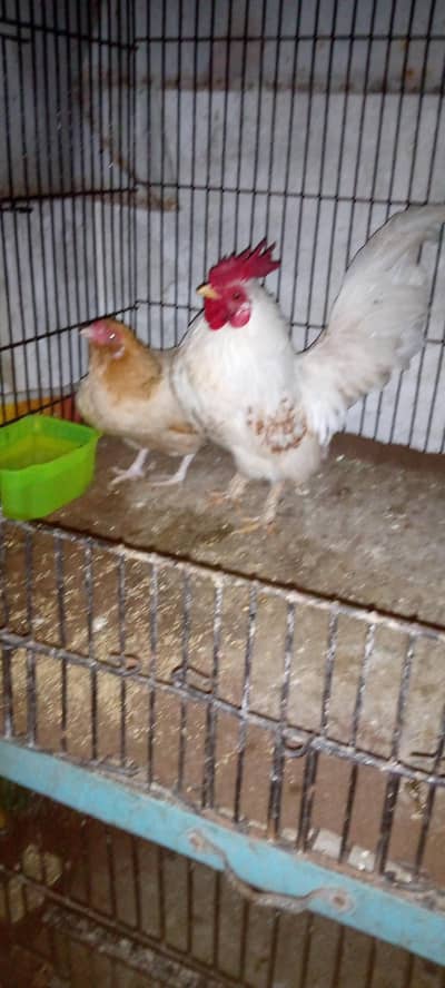 0315 494084 WHTSAPP numberAYAM CEMANI BREEDER pair for sale